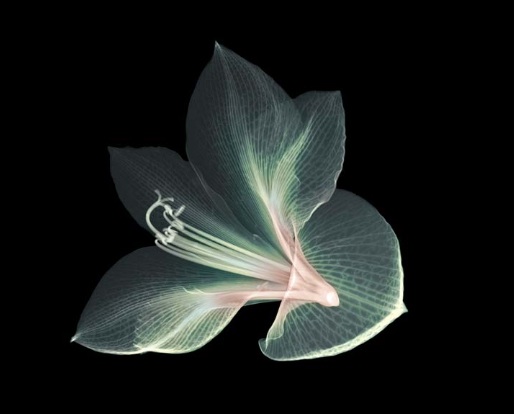Book-Nick Veasey X-Ray